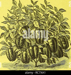 . Dreer giardino del calendario per il 1888. Cataloghi di sementi; vivaio Cataloghi Cataloghi di giardinaggio; fiori Semi cataloghi. . Si prega di notare che queste immagini vengono estratte dalla pagina sottoposta a scansione di immagini che possono essere state migliorate digitalmente per la leggibilità - Colorazione e aspetto di queste illustrazioni potrebbero non perfettamente assomigliano al lavoro originale. Henry A. Dreer (Azienda); Henry G. vivaio di Gilbert e il commercio di sementi Catalogo Collezione. Philadelphia, Pa. : Henry A. Dreer Foto Stock