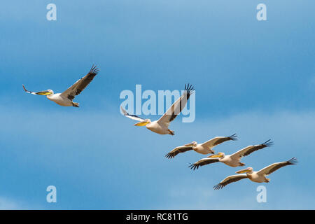 Il gruppo di volo di pellicani Foto Stock