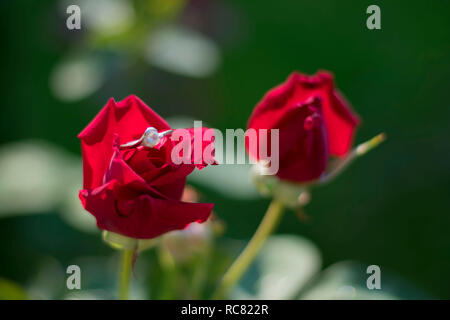 Rose e anello di fidanzamento Foto Stock
