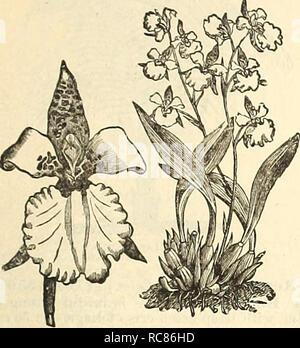 . Dreer's garden calendario : 1886. Cataloghi di sementi; vivaio Cataloghi Cataloghi di giardinaggio; fiori Semi cataloghi; attrezzature da giardinaggio e i cataloghi dei materiali di consumo. Dipartimento di piante. 99 orchidee. Di questa bella classe di piante, offriamo un elenco dei più diffusi e facilmente grouii l^iuds. Sono tutte estab- fissate in vasi, cesti o su blocchi. Il fresco specie possono essere coltivate in un normale verde- house. Il tamburo intermedio richiedono una serra calda. Il Tropical richiedono la temperatura di una casa calda.. Odontcglossum Rossii. COOL. Bletia Hyacinthina, $1.50. " Tankervillse, 50 cts. per $1.00 Foto Stock