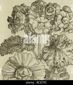 . Dreer's garden calendario : 1883. Cataloghi di sementi; vivaio Cataloghi Cataloghi di giardinaggio; fiori Semi cataloghi. Doppio CINERARIA, O CAPE ASTER. DOUELE ACROCLINIUM ROSEUM.. Si prega di notare che queste immagini vengono estratte dalla pagina sottoposta a scansione di immagini che possono essere state migliorate digitalmente per la leggibilità - Colorazione e aspetto di queste illustrazioni potrebbero non perfettamente assomigliano al lavoro originale. Henry A. Dreer (Azienda); Henry G. vivaio di Gilbert e il commercio di sementi Catalogo Collezione. Philadelphia, Pa. : Henry A. Dreer Foto Stock