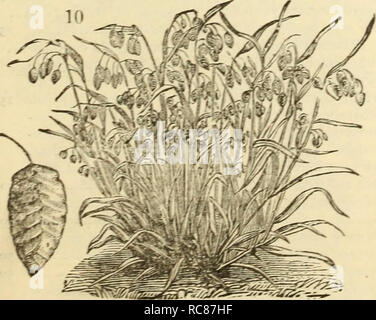 . Dreer's garden calendario : 1883. Cataloghi di sementi; vivaio Cataloghi Cataloghi di giardinaggio; fiori Semi cataloghi. Se *. Si prega di notare che queste immagini vengono estratte dalla pagina sottoposta a scansione di immagini che possono essere state migliorate digitalmente per la leggibilità - Colorazione e aspetto di queste illustrazioni potrebbero non perfettamente assomigliano al lavoro originale. Henry A. Dreer (Azienda); Henry G. vivaio di Gilbert e il commercio di sementi Catalogo Collezione. Philadelphia, Pa. : Henry A. Dreer Foto Stock