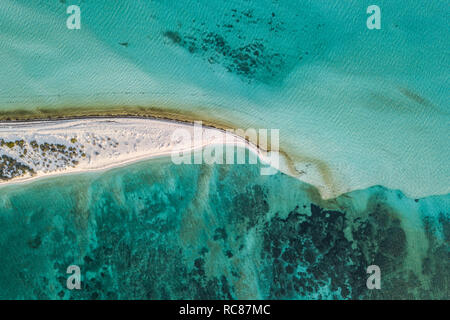 Vita della barriera corallina e Cay, Alacranes, Campeche, Messico Foto Stock