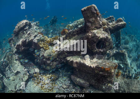 Sommozzatore esplorare la vita della barriera corallina e vecchi relitti, Alacranes, Campeche, Messico Foto Stock