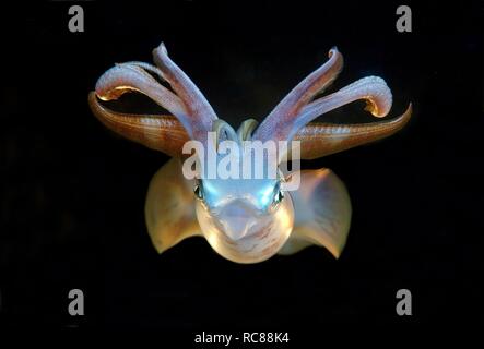 Reef Bigfin squid (Sepioteuthis lessoniana), Mar Rosso, Egitto, Africa Foto Stock