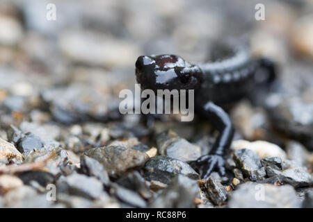 Macro di nero naturale alpino (Salamandra salamandra atra) Foto Stock