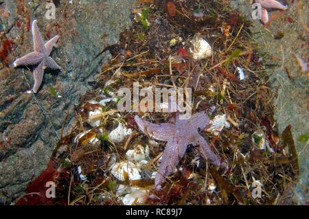 Starfish comune (Asterias rubens) e uova di comune murres o guillemots comune (Uria aalge), il Mare di Barents, Russia, Arctic Foto Stock