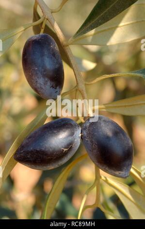 Olivo (Olea europaea) sulla struttura ad albero, Grecia, Europa Foto Stock