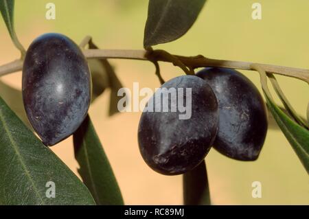 Olivo (Olea europaea) sulla struttura ad albero, Grecia, Europa Foto Stock