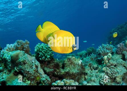 Farfalla mascherato, Golden butterflyfish, Bluecheek butterflyfish (Chaetodon semilarvatus), Mar Rosso, Egitto, Africa Foto Stock