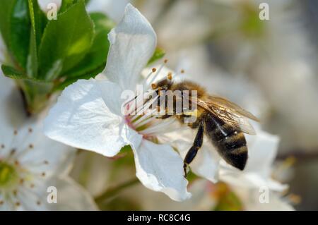 Il miele delle api (Apis mellifera) raccogliendo il polline, Ucraina, Europa orientale Foto Stock