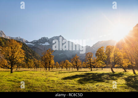 Paesaggio di antichi alberi di acero, regione di Karwendel, Hinterriss, Tirolo, Austria Foto Stock