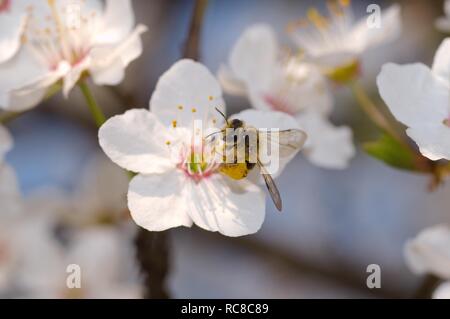 Il miele delle api (Apis mellifera) raccogliendo il polline, Ucraina, Europa orientale Foto Stock