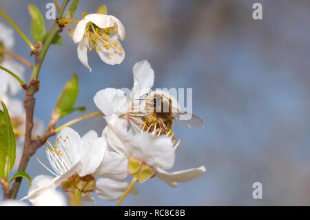 Il miele delle api (Apis mellifera) raccogliendo il polline, Ucraina, Europa orientale Foto Stock