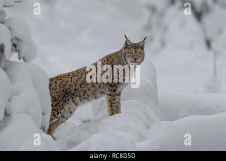 Eurasian (Lynx Lynx lynx), maschio in piedi in boschi innevati, prigionieri della Foresta Bavarese, Baviera, Germania Foto Stock