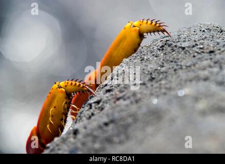 Piedi di Red Rock granchio (Grapsus grapsus) si aggrappano alla roccia vulcanica, famiglia di granchi di palude (Grapsidae), isola Floreana Foto Stock