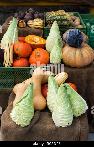 Verdure e ortaggi in autunno, cavolo cappuccio appuntito, zucche, ringraziamento, Germania Foto Stock