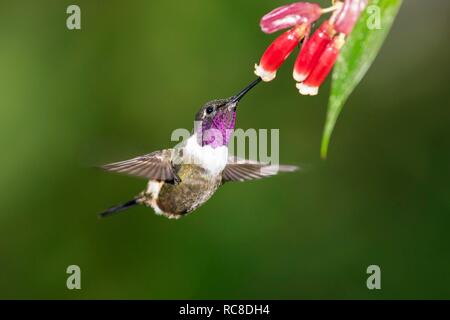 Purple-throated woodstar (Calliphlox mitchellii), maschio sul fiore rosso, volare, foresta pluviale, cloud forest, northwestern Ecuador Foto Stock