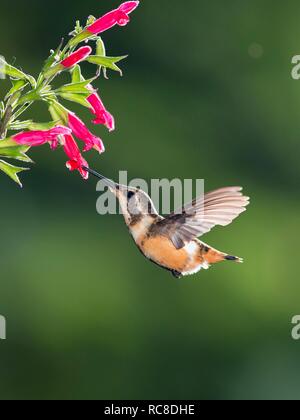 Purple-throated woodstar (Calliphlox mitchellii), femmina con fiore rosa, volare, foresta pluviale, cloud forest Foto Stock