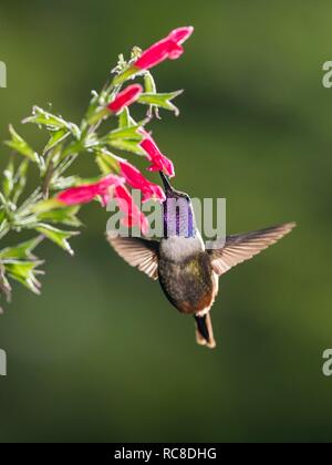 Purple-throated woodstar (Calliphlox mitchellii), maschio con fiore rosa, volare, foresta pluviale, cloud forest, northwestern Ecuador Foto Stock