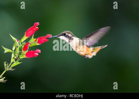 Purple-throated woodstar (Calliphlox mitchellii), Femmina a fiore, battenti, foresta pluviale, cloud forest, northwestern Ecuador Foto Stock