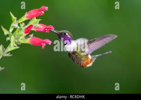 Purple-throated woodstar (Calliphlox mitchellii), maschio a fiore, battenti, foresta pluviale, cloud forest, northwestern Ecuador Foto Stock