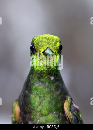 Buff-tailed coronet (Boissonneaua flavescens), animale ritratto, foresta pluviale, Cloud Forest, Northwest Ecuador Ecuador Foto Stock