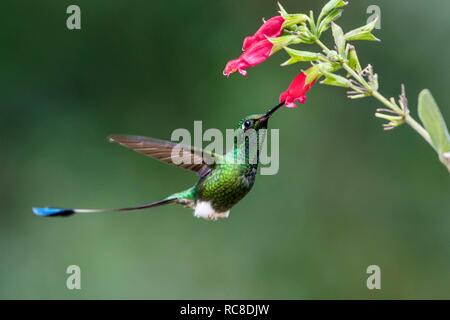 Avviato racket-coda (Ocreatus underwoodii) sul fiore rosso , battenti, foresta pluviale, cloud forest, northwestern Ecuador Ecuador Foto Stock