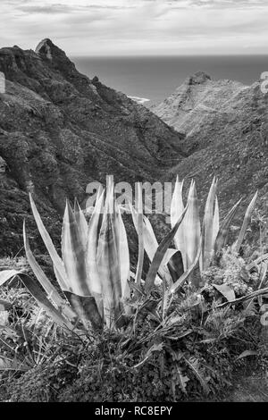 Agave americana pianta di cactus crescente sul lato del burrone, Barranco del Tomadero, Anaga, Tenerife, Isole Canarie, Spagna Foto Stock
