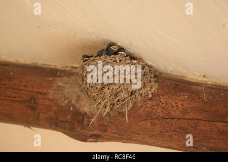 Tiny, baby, Swallow pulcini con bocche aperte (rostri) nel nido essendo alimentato dal genitore. Foto Stock