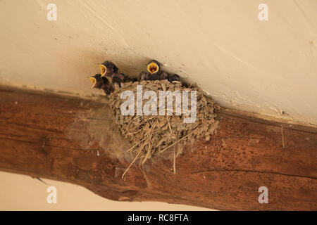 Tiny, baby, Swallow pulcini con bocche aperte (rostri) nel nido essendo alimentato dal genitore. Foto Stock