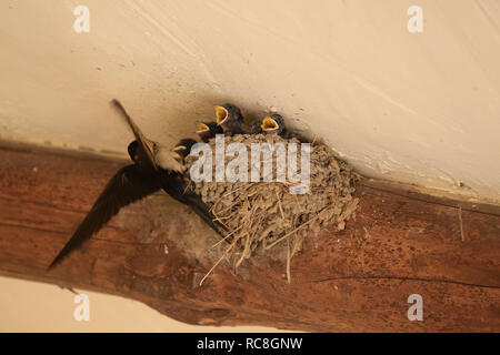 Tiny, baby, Swallow pulcini con bocche aperte (rostri) nel nido essendo alimentato dal genitore. Foto Stock