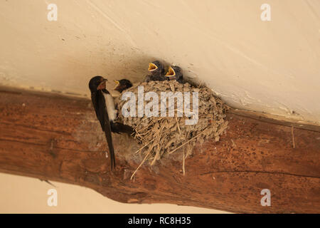 Tiny, baby, Swallow pulcini con bocche aperte (rostri) nel nido essendo alimentato dal genitore. Foto Stock