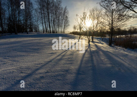 La luce dal basso sole che splende tra i rami degli alberi senza foglie in coperta di neve terreno durante il periodo invernale Foto Stock