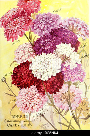 . Dreer's garden prenota 1926. Cataloghi di sementi; vivaio cataloghi; attrezzature da giardinaggio e fornisce cataloghi; fiori Semi cataloghi; semi di ortaggi cataloghi; frutto Semi cataloghi. Affascinante CANDYTUF. Si prega di notare che queste immagini vengono estratte dalla pagina sottoposta a scansione di immagini che possono essere state migliorate digitalmente per la leggibilità - Colorazione e aspetto di queste illustrazioni potrebbero non perfettamente assomigliano al lavoro originale. Henry A. Dreer (Azienda); Henry G. vivaio di Gilbert e il commercio di sementi Catalogo Collezione. Philadelphia, Pa. : Henry A. Dreer Foto Stock