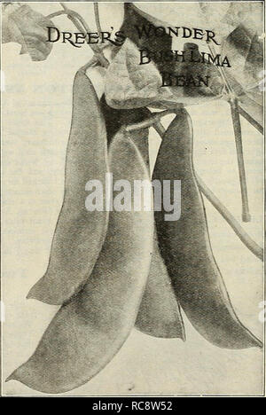 . Dreer's garden prenota 1922. Cataloghi di sementi; vivaio cataloghi; attrezzature da giardinaggio e fornisce cataloghi; fiori Semi cataloghi; semi di ortaggi cataloghi; frutto Semi cataloghi. Capolavoro bean per forzare questo fagiolo nacque in Inghilterra, dove viene prestata particolare attenzione alla coltivazione in serra, e si tratta di una splendida varietà per tale scopo. La pianta fa una crescita sana e pro- duces un raccolto abbondante di grande verde baccelli, che sono remar- kably diritta, ampia e spessa e di ottima qualità. Abbiamo costitui- sider questo le migliori varietà per la coltivazione in serra, come è un veloce gro Foto Stock