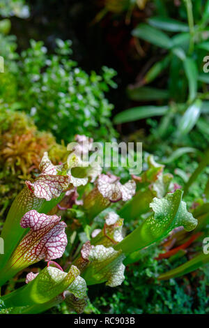 Carnivora predatrice Saracenia vegetali - Sarracenia Foto Stock