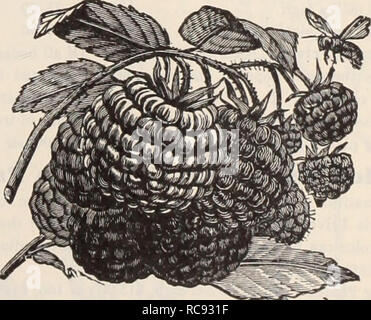 . Dreer's garden prenota / Henry A. Dreer.. Catalogo di vivaio. Piante di fragola una selezione di ben provato tipi standard, che combinano tutte le qualità ricercate in alto grado di bacche per il giardino di casa. Hardy uve due lussureggianti Hardy uve rhe Caco. Un incrocio tra Catawba e della concordia, che ha ereditato le caratteristiche migliori di entrambi i genitori lo sviluppo di una lauta frutto che si colloca vicino alla serra prodotto cresciuto in alta qualità e consistenza di fusione. In apparenza è uno dei più belli di tutte le uve hardy, bacche grandi, vino-rosso con abbondante fioritura trasportate in grandi comp Foto Stock