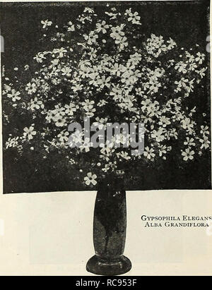 . Dreer's garden prenota 1929. Cataloghi di sementi; vivaio cataloghi; attrezzature da giardinaggio e fornisce cataloghi; fiori Semi cataloghi; semi di ortaggi cataloghi; frutto Semi cataloghi. Nuovo Minlture Girasoli Grevillea (Siikoak) perpkt 2681 Robusta. Una molto bella e graziosa decora- tivo impianto con fern-come fogliame; eccellente per la decorazione della tavola; facilmente sollevato dal seme; produrre buoni impianti di dimensioni in un breve periodo di tempo; hardy in Florida e in California, dove è popolare come un albero ornamentale.così 10 GypSOphila (Bimbo di respiro) abbastanza libera-fioritura di piante elegante, riuscendo in qualsiasi terreno da giardino Foto Stock