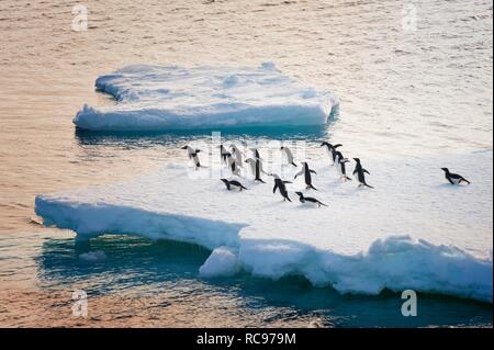 Adelie Pinguini (Pygoscelis adeliae) su un iceberg, Antartico Suono, Penisola Antartica, Antartide Foto Stock