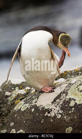 Giallo-eyed penguin (Megadyptes antipodes), Enderby Island nelle isole di Auckland, Nuova Zelanda isole sub antartiche Foto Stock