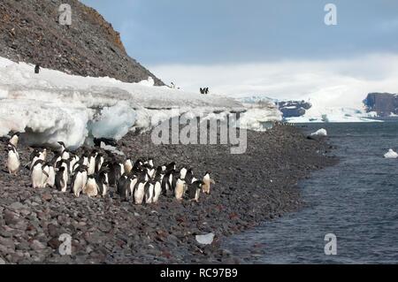 Gruppo di pinguini Adelie (Pygoscelis adeliae) sulla spiaggia di pietra, Paulet Island, Erebus e terrore golfo, Penisola Antartica Foto Stock