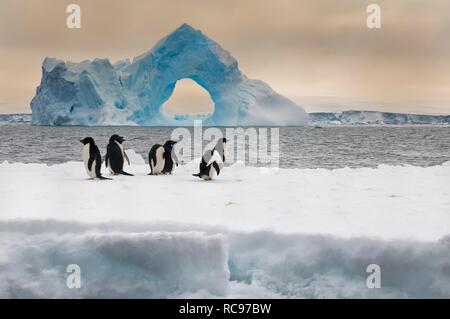 Gruppo di pinguini Adelie (Pygoscelis adeliae) su un iceberg, arco naturale iceberg nel retro, Paulet Island Foto Stock