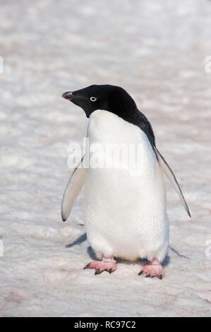 Adelie penguin (Pygoscelis adeliae), Paulet Island, Erebus e terrore golfo, Penisola Antartica, Antartide Foto Stock