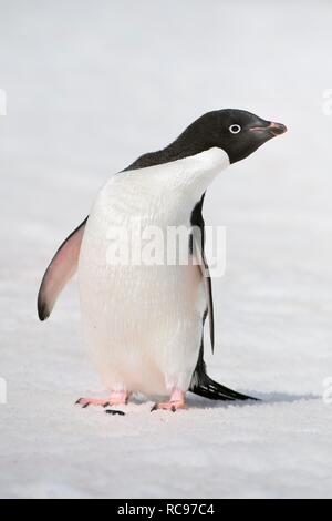 Adelie penguin (Pygoscelis adeliae), Paulet Island, Erebus e terrore golfo, Penisola Antartica, Antartide Foto Stock