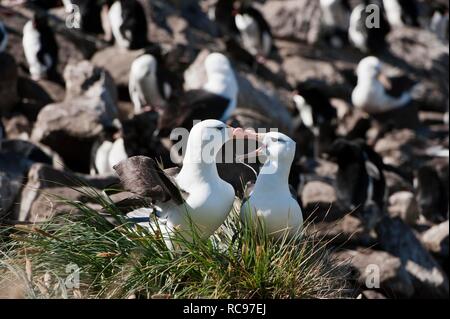 Nero-browed Albatross o nero-browed Mollymawk (Diomedea melanophris), coppia di corteggiamento, West Point, Isole Falkland Foto Stock