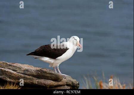 Nero-browed Albatross o nero-browed Mollymawk (Diomedea melanophris), nuova isola, Isole Falkland, Sud America Foto Stock