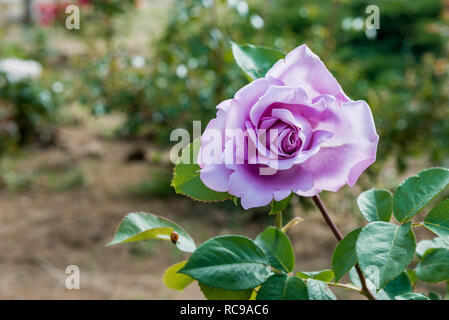 Viola Viola rose closeup con gocce d'acqua dopo la pioggia di estate Foto Stock