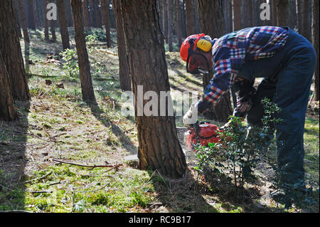 Forstarbeiter beim Bäume fällen Foto Stock