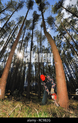 Forstarbeiter beim Bäume fällen Foto Stock